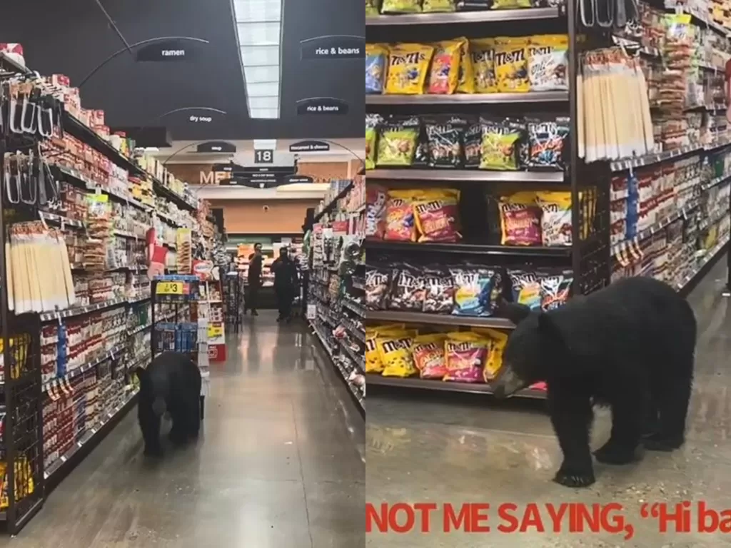Viral seekor beruang masuk ke dalam sebuah toko kelontong (Instagram/tishacampbellmartin)