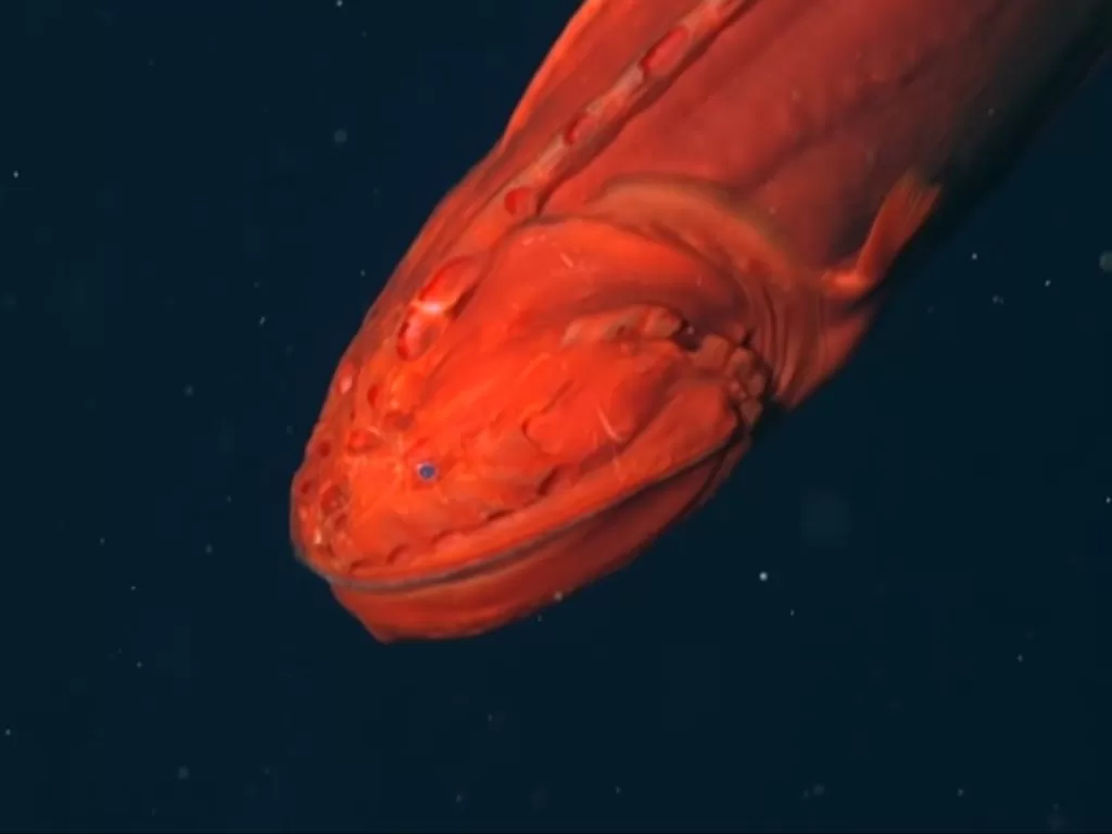 Ikan misterius yang buat ilmuwan kebingungan. (Photo/YouTube)