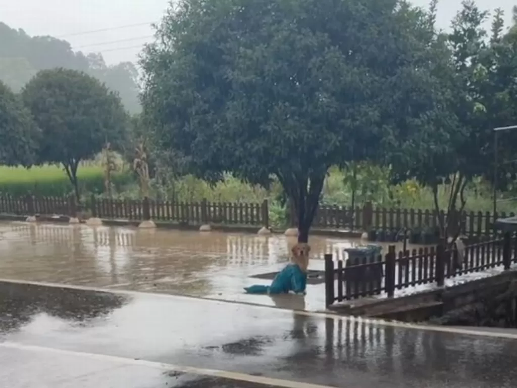 Anjing ini berdiri di tengah hujan selama 2 jam. (Douyin/a466259345)