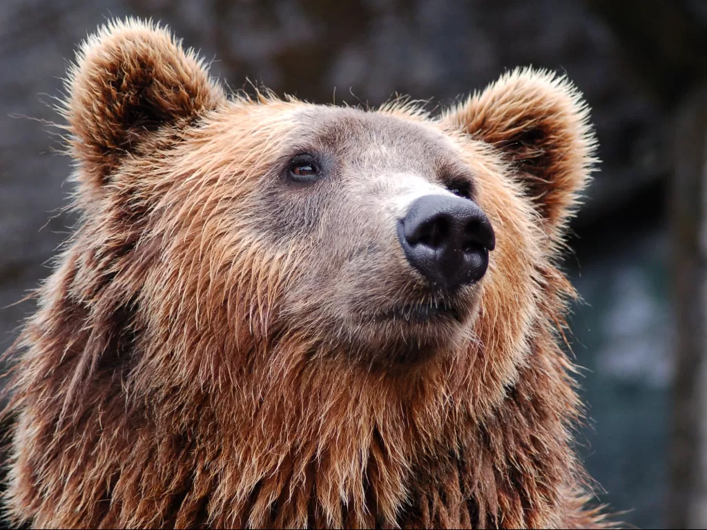 Beruang. (photo/Ilustrasi/Pexels/Rasmus Svinding)