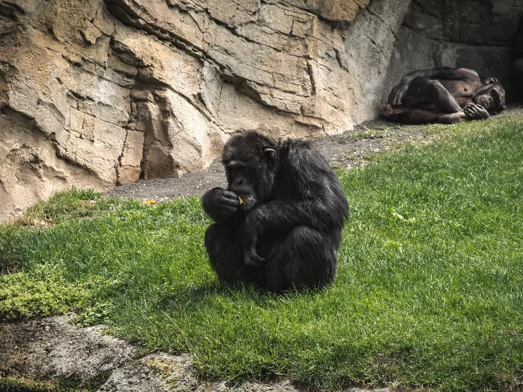 Simpanse. (photo/Ilustrasi/Pexels/Jo Kassis)
