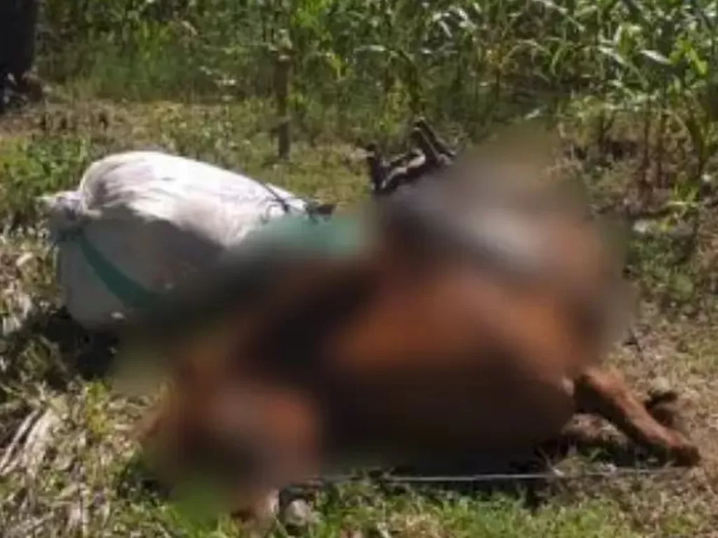 Petani dan 2 ekor kudanya tewas tersengat perangkap babi di Bulukumba (Instagram/makasar_info)