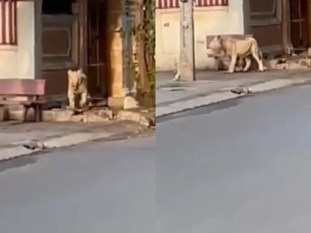 Seekor singa lepas ke jalanan kota. (Photo/Twitter/@Mgebremedhin)