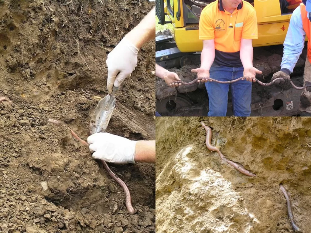 Cacing yang ditemukan oleh seorang pria saat sedang menggali lubang. (Foto/Beverley Van Praagh)