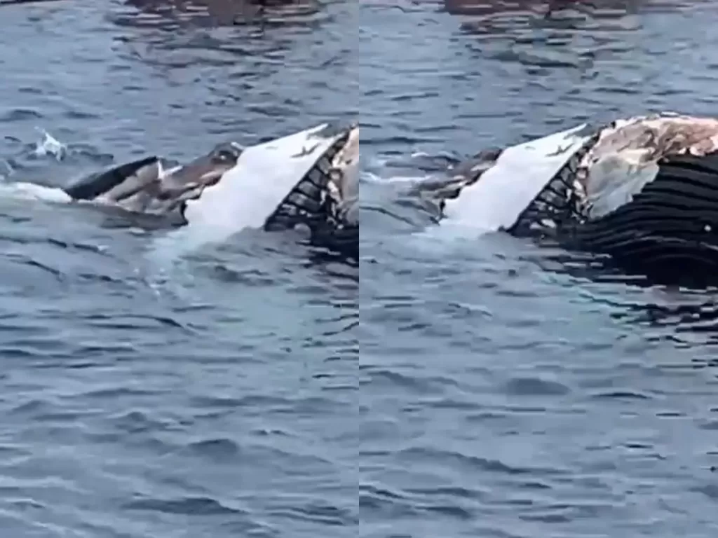 Seeko hiu putih besar memakan ikan paus mati. (Photo/Facebook/Captain John Boats)