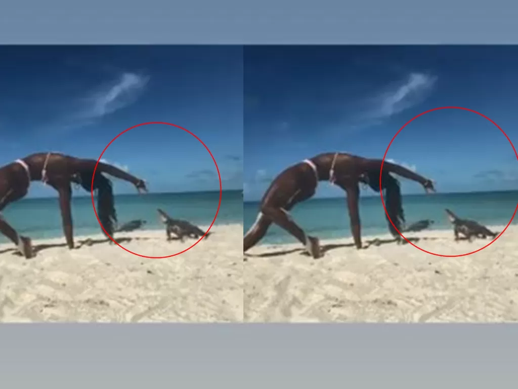 Seorang wanita digigit iguana saat sedang mengajar kelas yoga online di pantai (Istimewa)