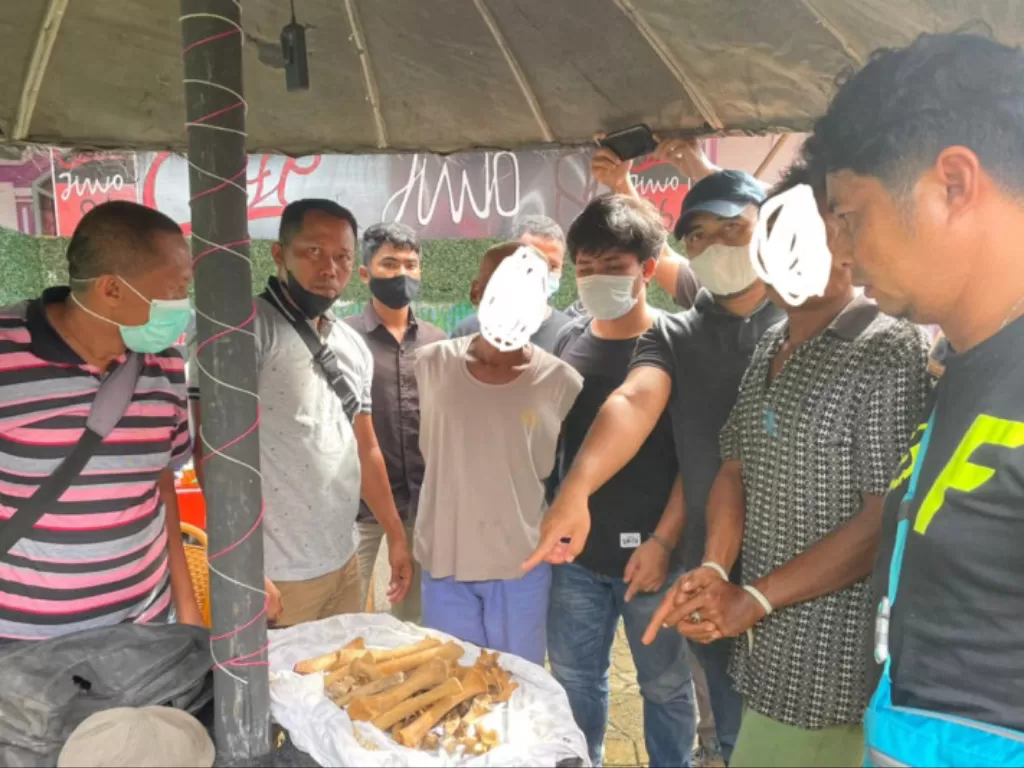 Tim gabungan BKSDA Sumbar dan Satreskrim Polres Pasaman Barat memperlihatkan dua orang pelaku yang ditangkap beserta barang bukti tulang belulang harimau, Sabtu. (21/08/2021)
