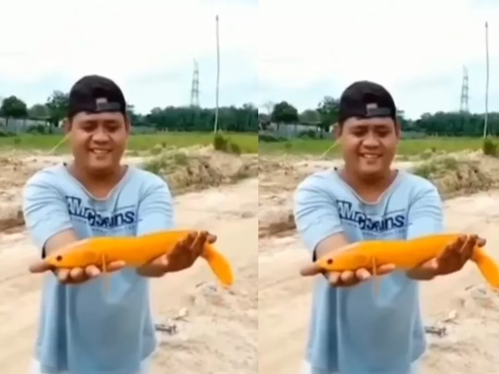 Warga menemukan ikan gabus berwarna oranye di sebuah kolam di Desa Srigunung, Kecamatan Sungai Lilin, Kabupaten Musi Banyuasin, Sumatera Selatan (Istimewa)
