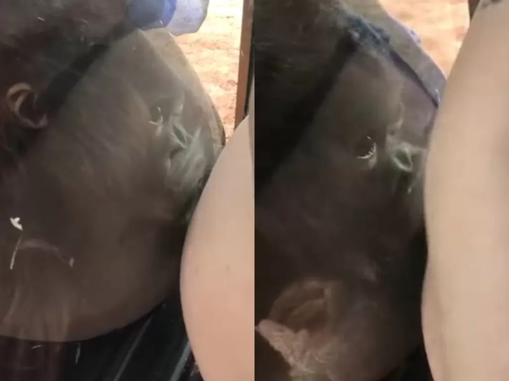 Momen menggemaskan bayi orang utan mencium perut hamil wanita ini. (Photo/YouTube)