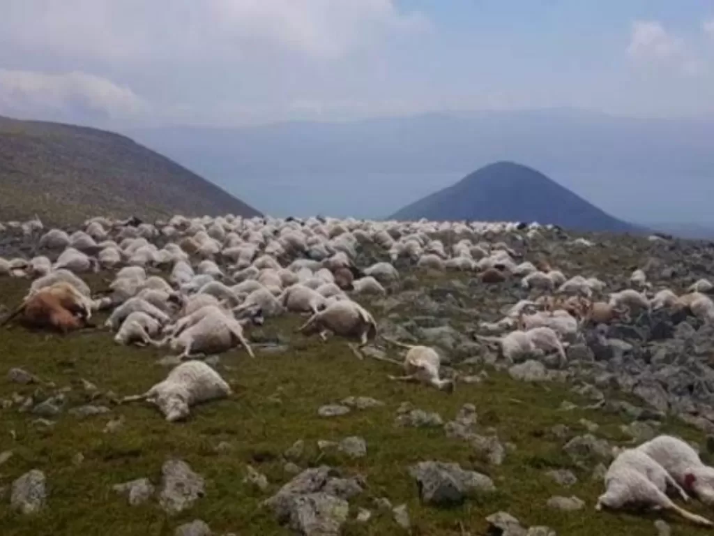 Ratusan domba tewas akibat serangan petir. (Jnews)
