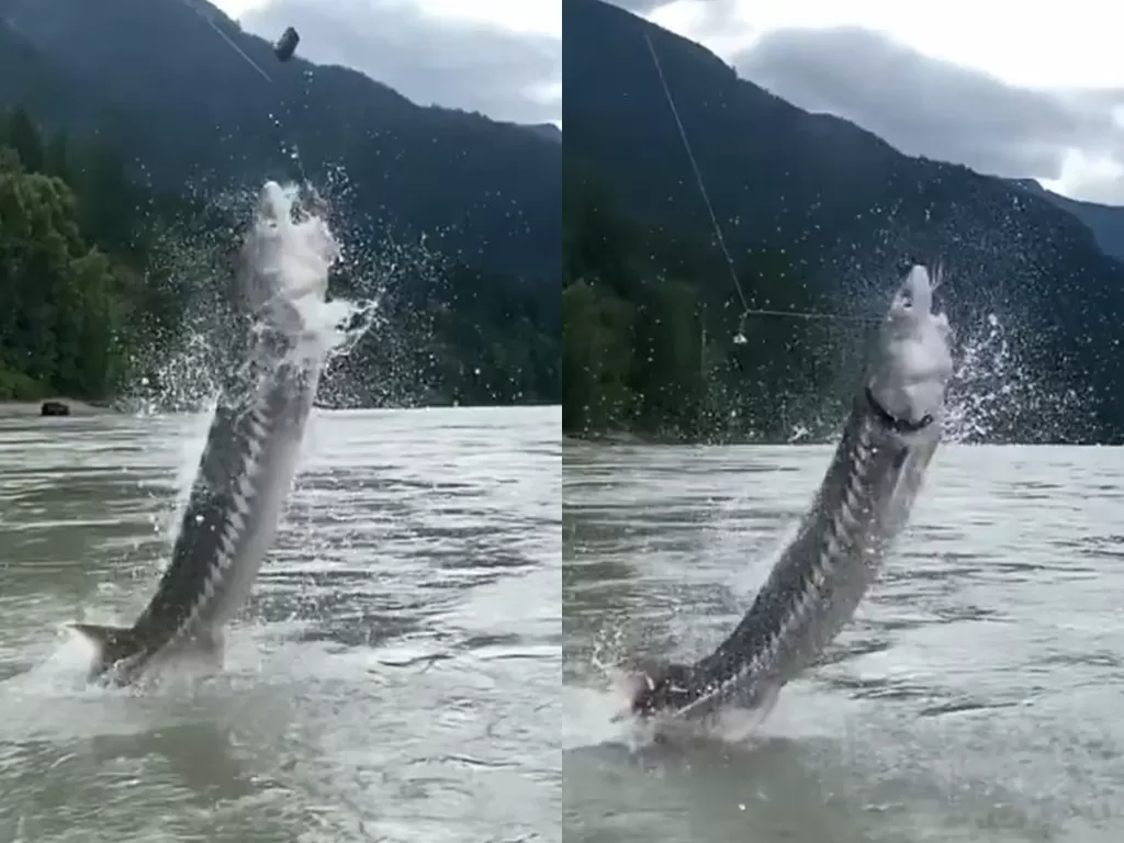 Ikan yang keluar dari air saat akan ditarik oleh pemancing (Instagram/yvesbissonsturgeonco)