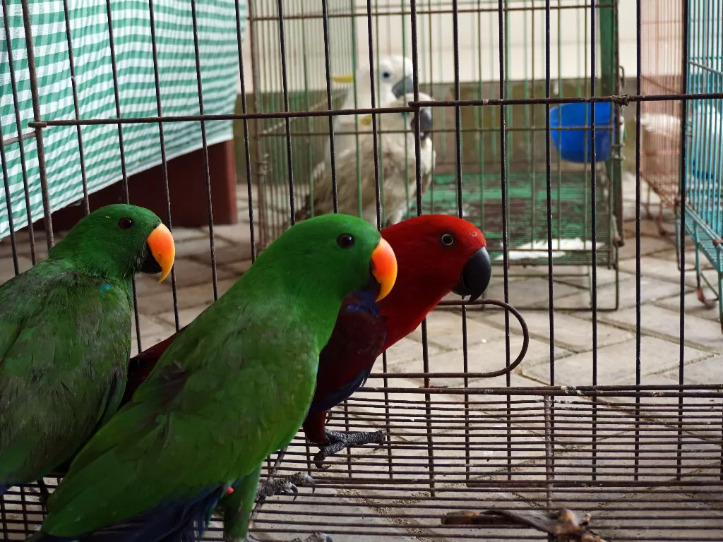 Sejumlah burung Bayan (Psittaciformes) berada dalam kandang (ANTARA FOTO/Olha Mulalinda)
