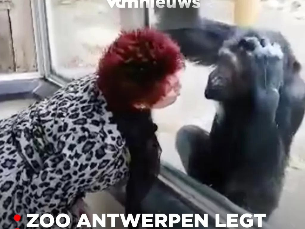 Wanita yang punya hubungan dengan simpanse jantan. (Facebook/VTM NIEUWS)