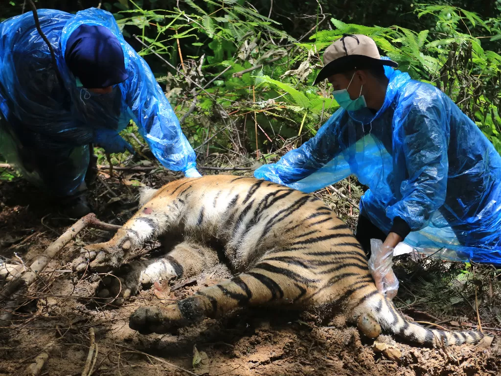  Tim Medis satwa BKSDA Aceh melakukan proses nekropsi terhadap bangkai harimau sumatera yang ditemukan mati di Kawasan Ekosistem Leuser Desa Ibuboh, Kecamatan Meukek, Aceh Selatan, Aceh, Kamis (26/8/2021).  (photo/ANTARA FOTO/Syifa Yulinnas)
