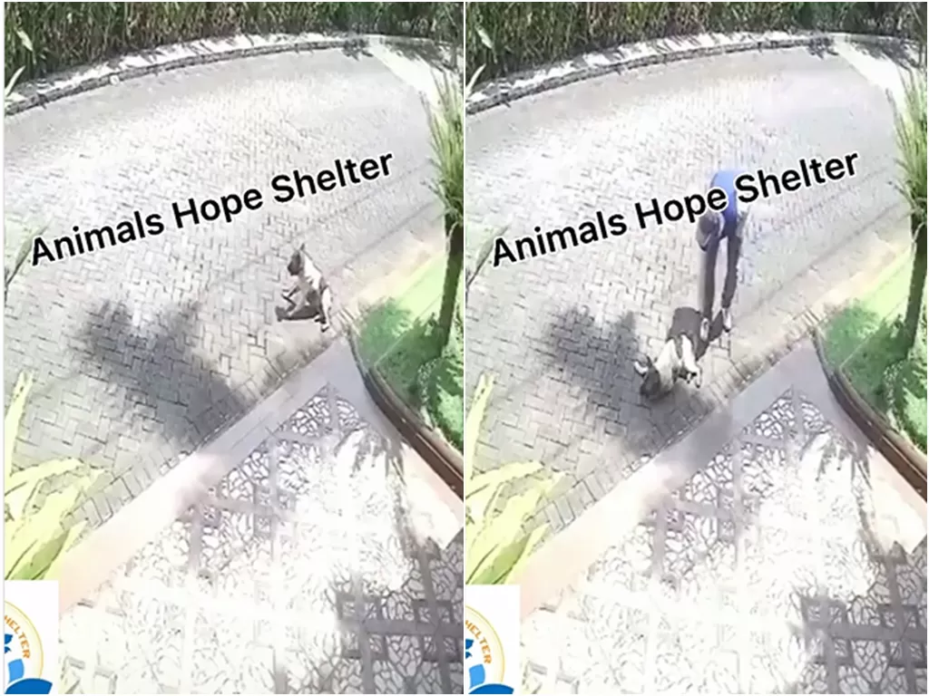 Cuplikan video viral anjing di malang ditembak. (photo/Istimewa)