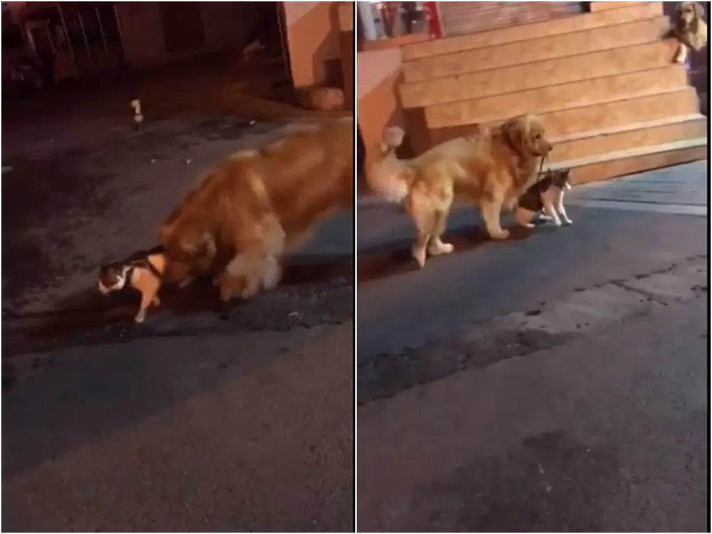 Cuplikan video anjing pisahkan kucing yang hendak berkelahi. (photo/Twitter)