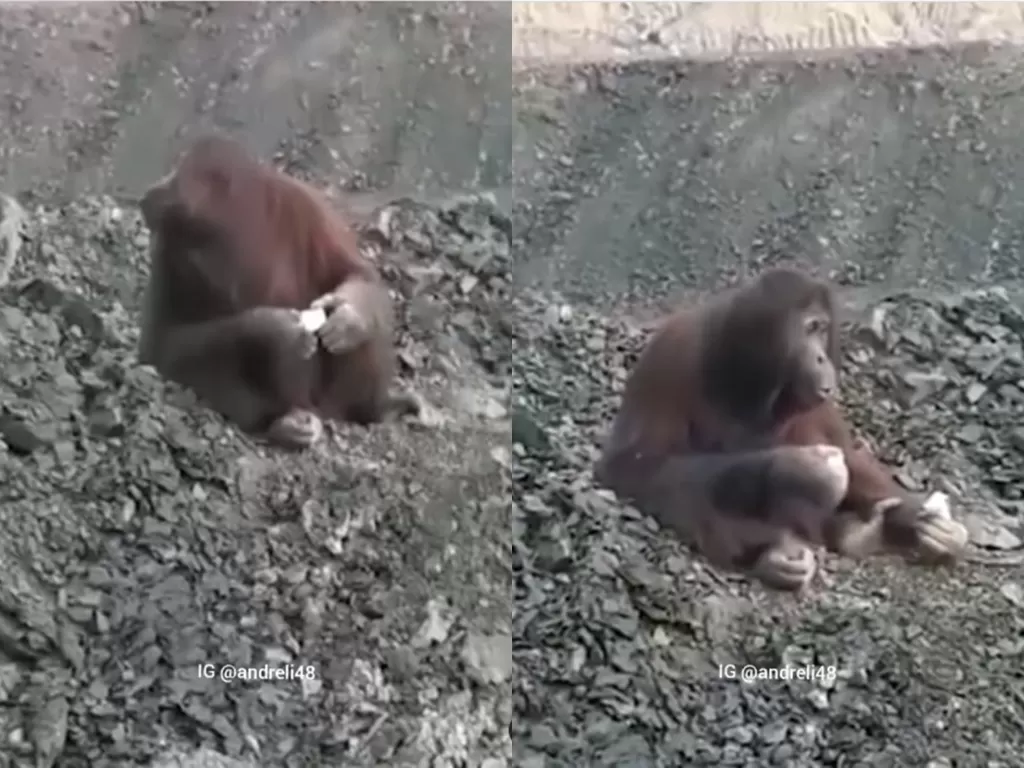 Orangutan masuk pertambangan di Kutai Timur (Instagram/andreli48)