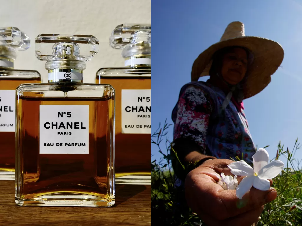 Parfum Chanel No.5 (kiri) dan ladang bunga melati (kanan). (photo/REUTERS/ERIC GAILLARD)