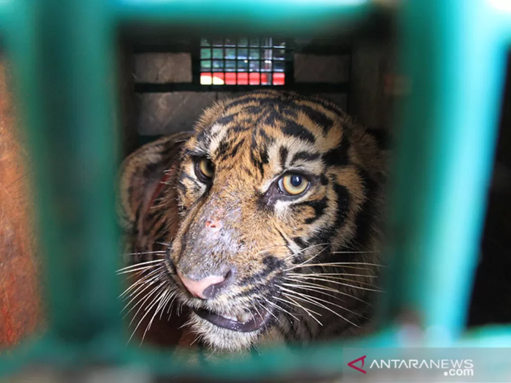 Ilustrasi harimau sumatera yang akan dilepasliarkan.  (photo/ANTARA FOTO/Syifa Yulinnas/ilustrasi)