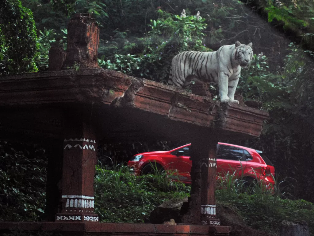 Wisatawan mengendarai mobil melewati harimau Benggala (ANTARA FOTO/Arif Firmansyah)