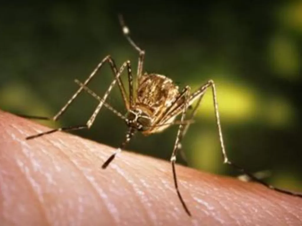 Arsip - Seekor nyamuk bersiap mengisap darah. (ANTARA/CDC/HO via Reuters)