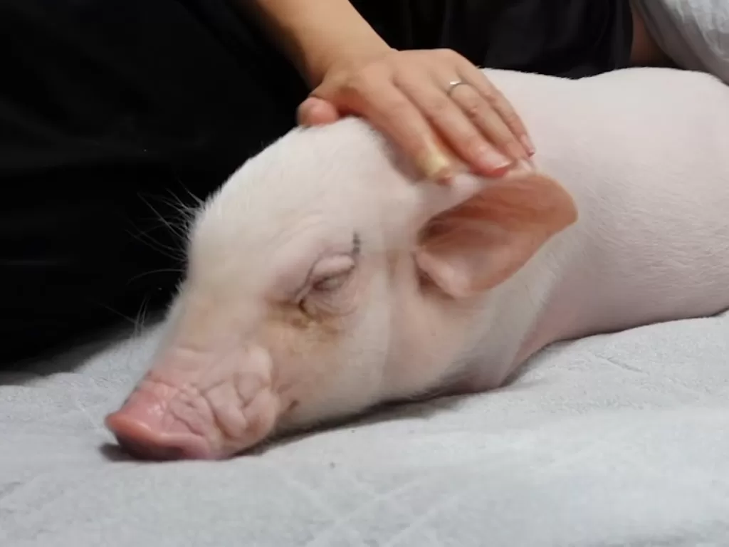 Youtuber ini merekam keseharian babi peliharaan sebelum dimakan. (Photo/YouTube/Eaten Pig after 100 days)