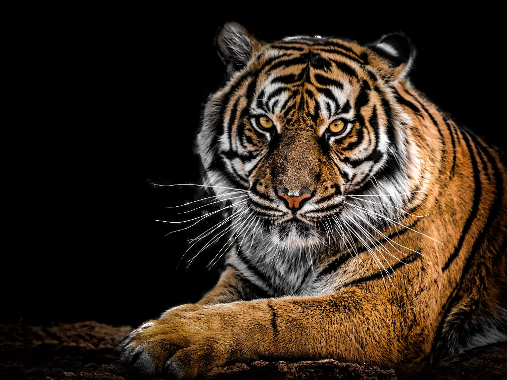 Ilustrasi harimau (Pexels)