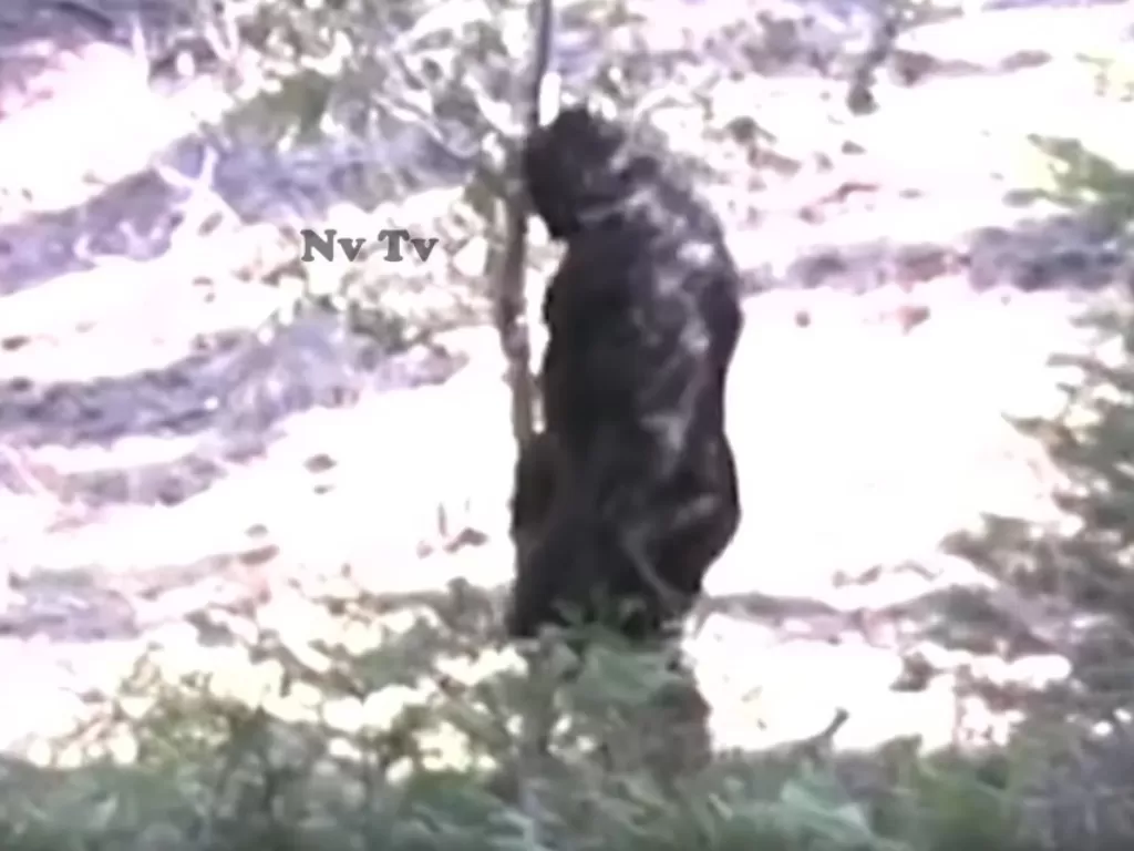 Sosok bigfoot yang diduga kuat berkeliaran di hutan. (Photo/YouTube/Nv TV)