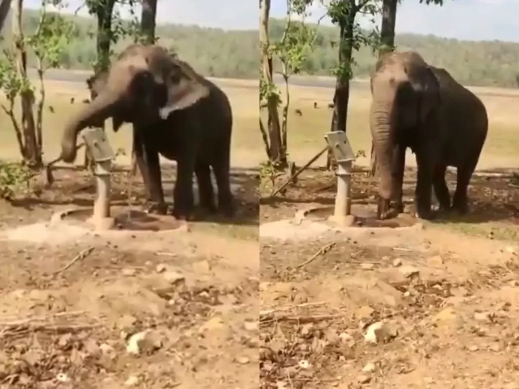 Gajah pintar yang mengambil air dan meminum secukupnya. (Photo/Twitter/@MoJSDoWRRDGR)
