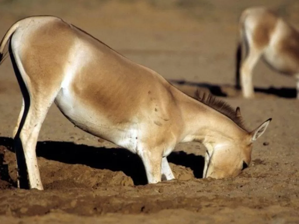 Keledai liar yan menggali tanah. (photo/Dok. Science News)