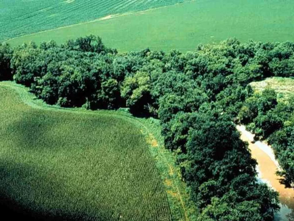 Hutan rawa Benin. (photo/Dok. Wikipedia)
