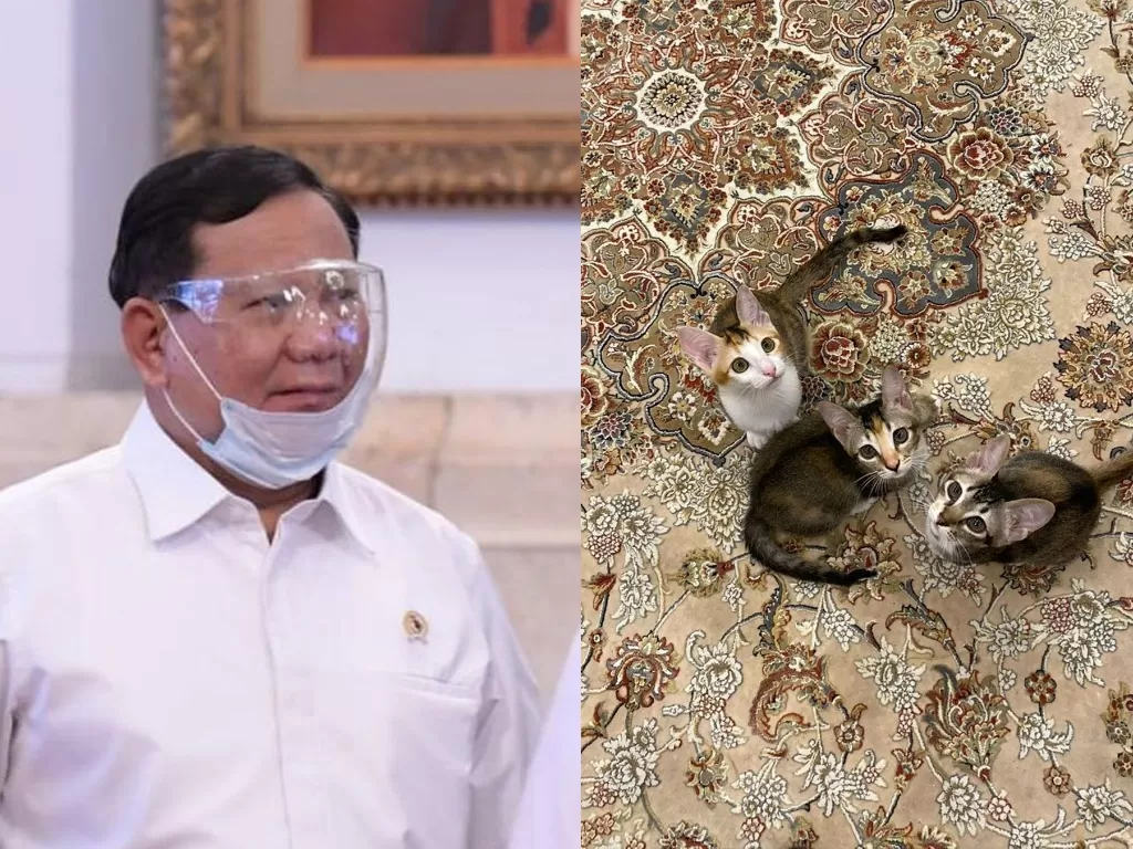 Kiri: Prabowo Subianto (Instagram/prabowo) | Kanan: Tiga kucing yang baru diadopsi Prabowo (Instagram/prabowo)