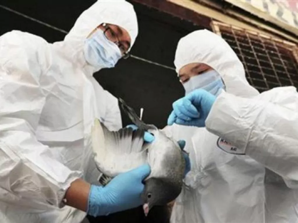 Ilustrasi petugas kesehatan memeriksa kondisi unggas sebagai antisipasi penyebaran flu burung. (photo/Reuters/ilustrasi)