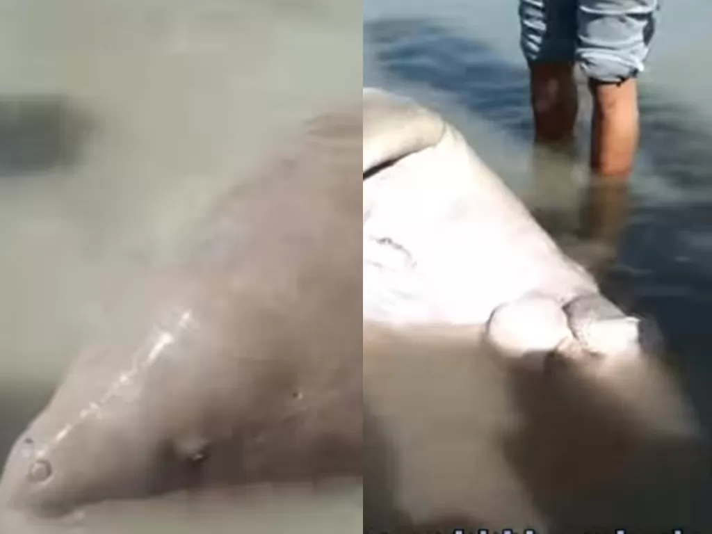 Seekor ikan duyung terdampar di Pantai Pasir Padi, Pangkalpinang, Jumat (10/9/2021) (Istimewa)