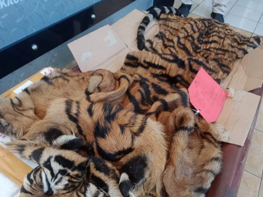  Polisi gagalkan penyelundupan kulit harimau sumatera.  (photo/ANTARA/HO-Polres Lampung Selatan)