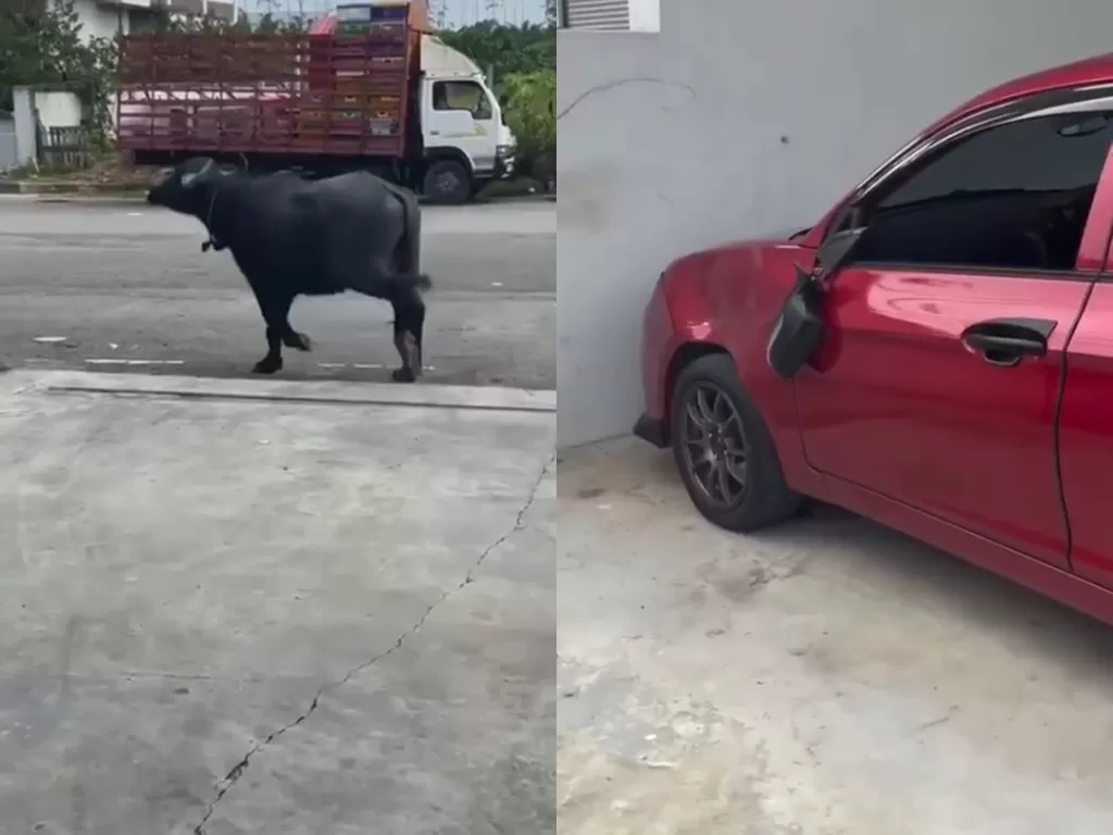 Kerbau ini menyeruduk mobil yang diparkir. (Photo/Facebook/VIRAL PERAK)