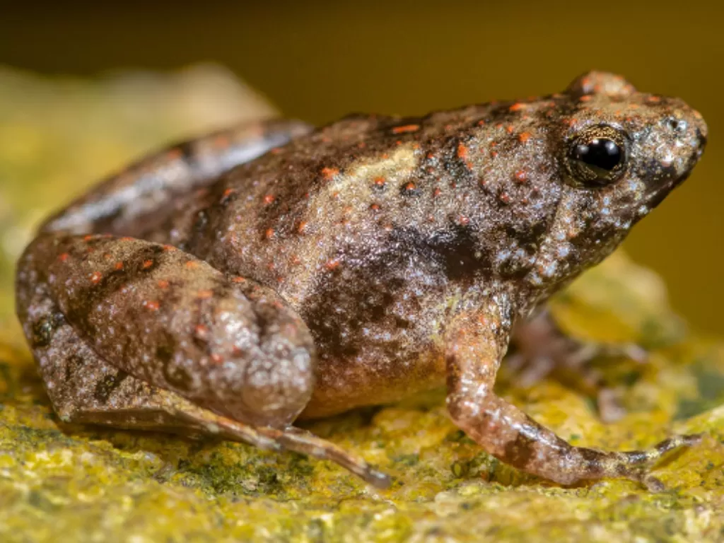Spesies katak kecil bermulut sempit dari Pulau Belitung dan Lampung yang diberi nama Microhyla sriwijaya. (photo/ANTARA/LIPI)