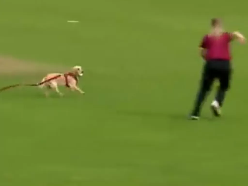 Seekor anjing yang mencuri bola saat pertandingan kriket. (Photo/Twitter/@IrishWomensCric)