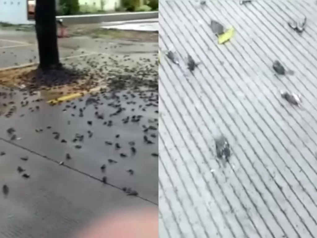 Ratusan burung pipit berjatuhan dan mati di Balai Kota Cirebon (Instagram/jayalah.negriku)