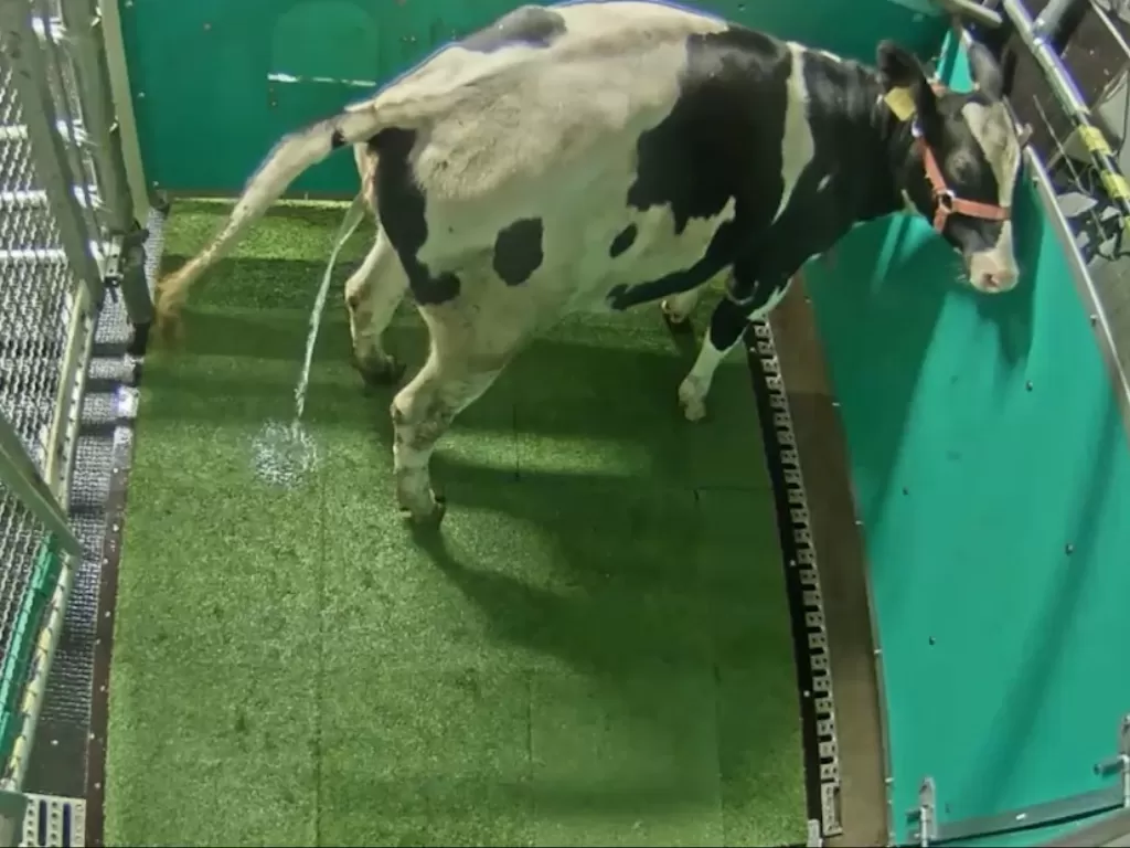 Seekor sapi yang buang air kecil di toilet. (Photo/YouTube/SWNS)