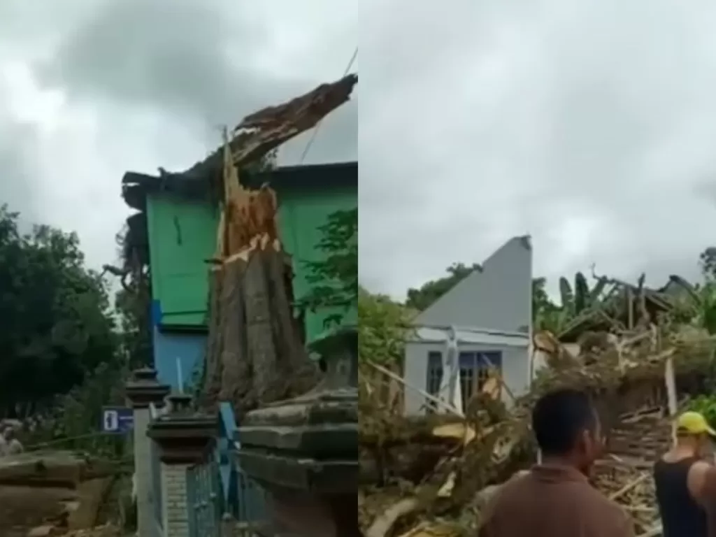 Pohon berusia ratusan tahun tumbang timpa rumah dan sekolah di Blora (Instagram/andreli48)