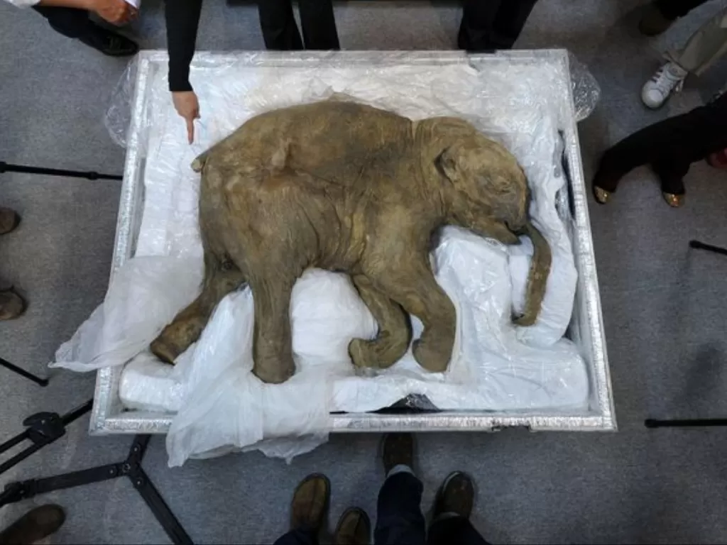 Mammoth yang akan dihidupkan kembali. (Photo/Daily Star)