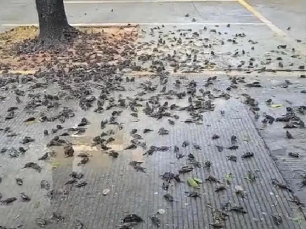 Tangkapan layar video petugas kebersihan Balai Kota Cirebon yang menemukan ratusan burung pipit mati masal di Kota Cirebon, Jawa Barat, Selasa (14/9/2021). (ANTARA/Khaerul Izan)