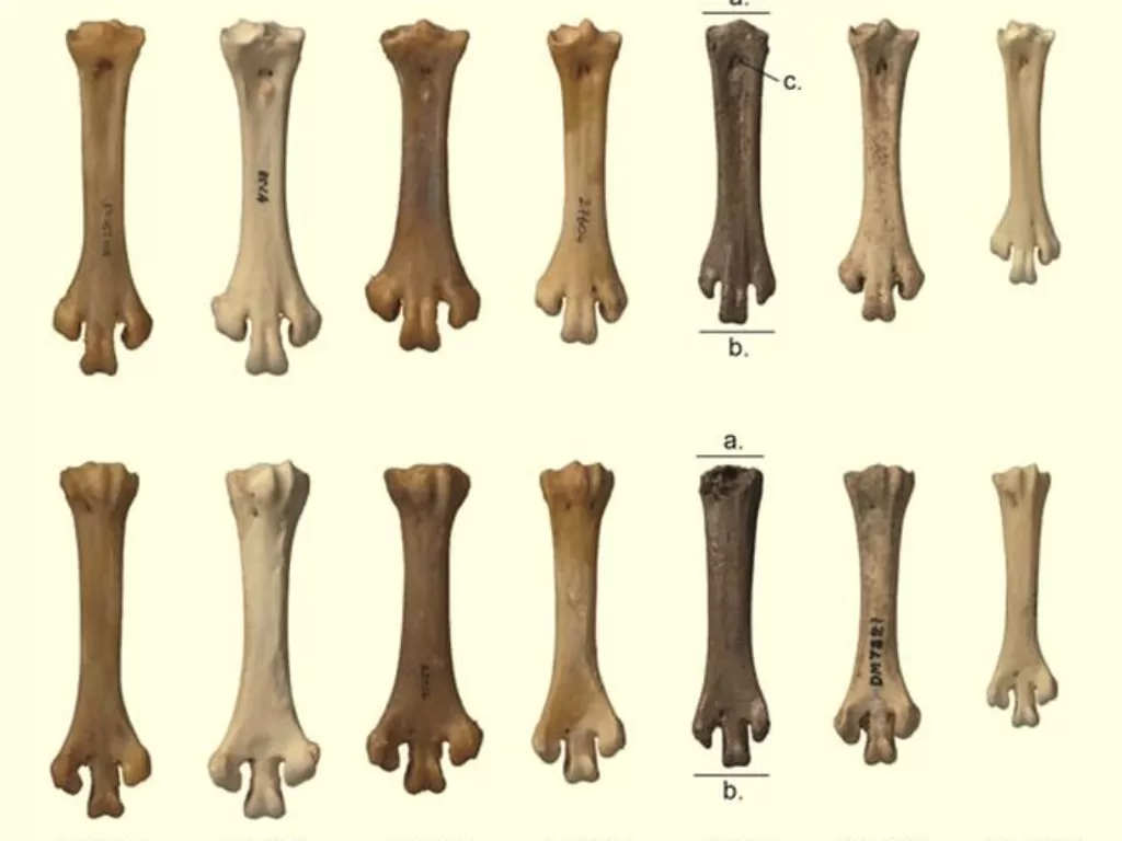 Penemuan fosil tulang burung kiwi yang punah. (photo/Dok. Tennyson & Tomotani)