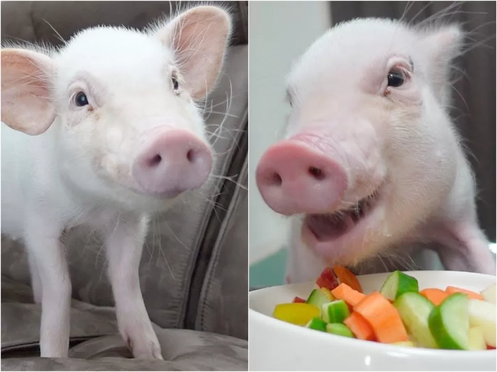 Babi imut yang jadi vlogger selama 100 hari. (photo/Youtube)