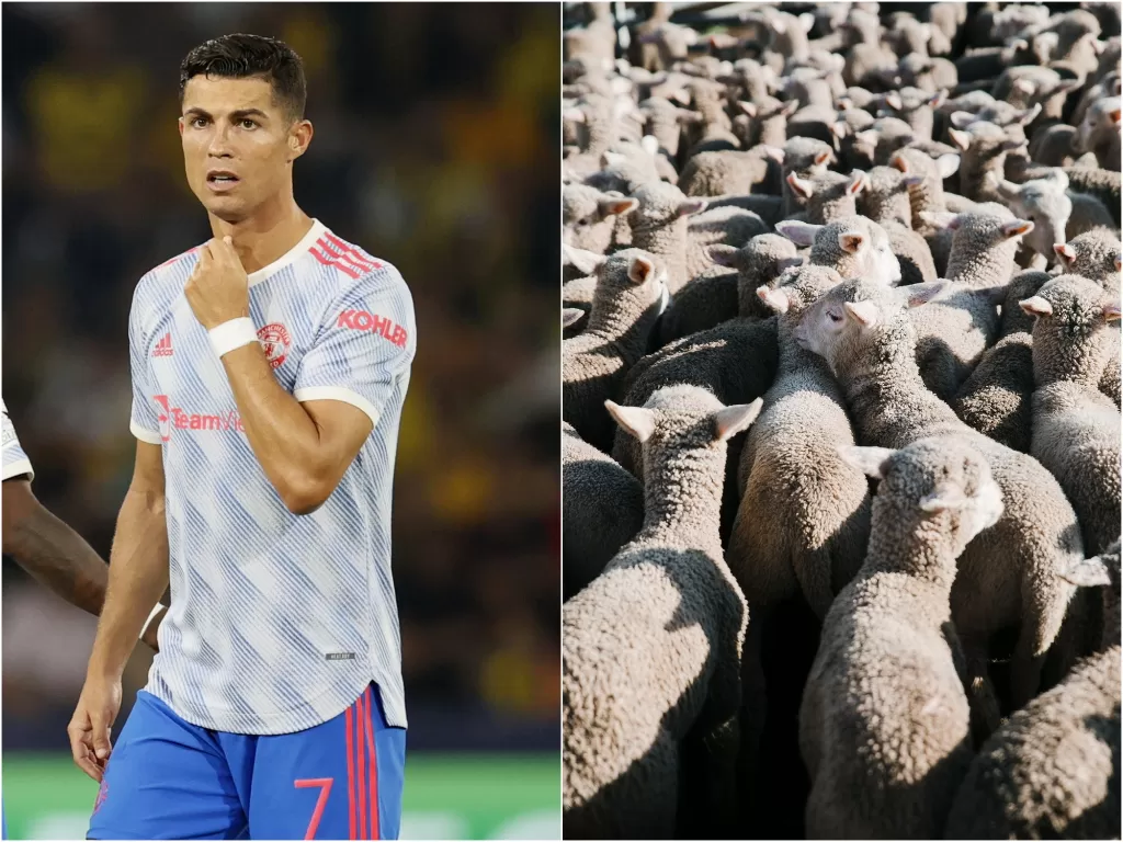 Kiri: Cristiano Ronaldo. (photo/REUTERS/Denis Balibouse). Kanan: Ilustrasi hewan domba. (photo/Pexels/Rachel Claire/ilustrasi)