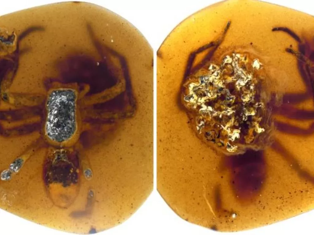 Tampilan laba-laba yang terjebak dalam resin. (photo/Dok. CNN)