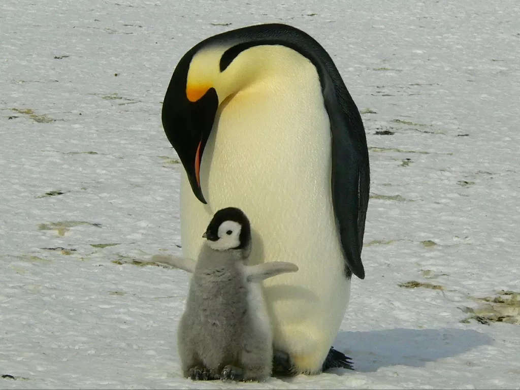 Penguin jantan yang merawat anaknya. (Pixabay)