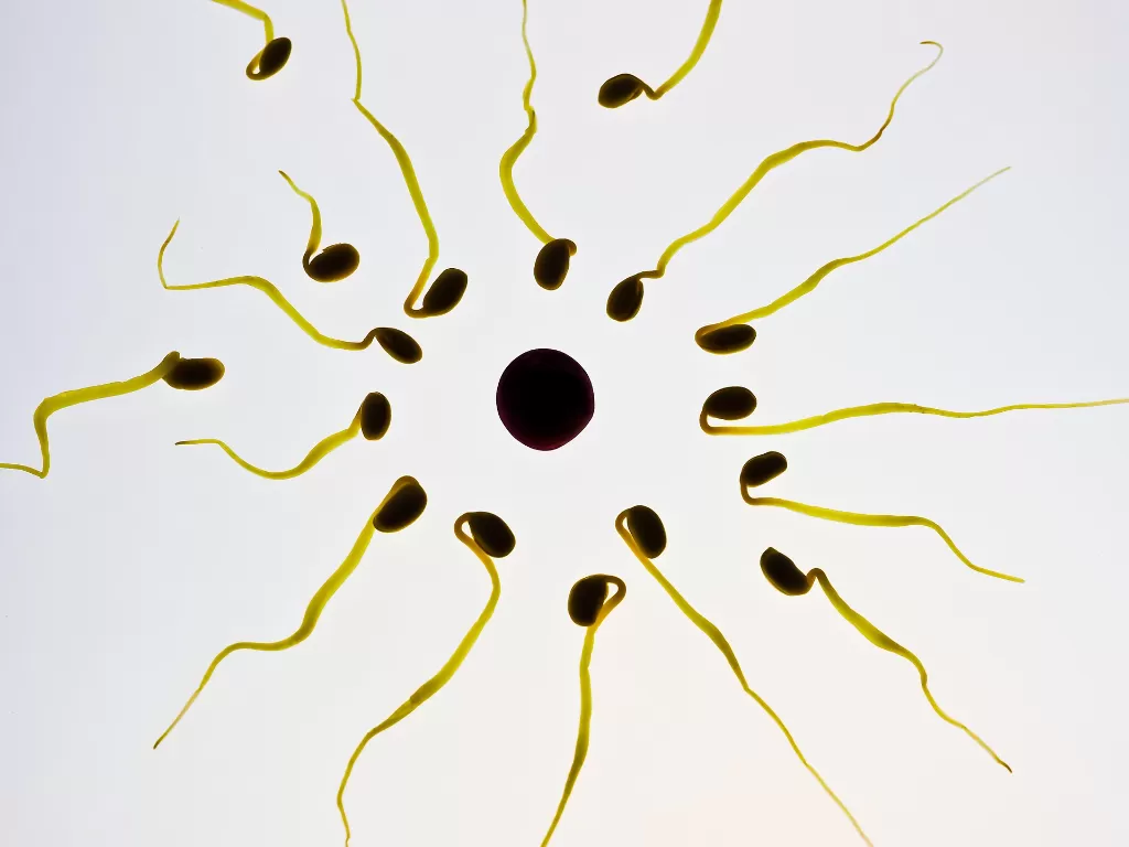 Ilustrasi sperma. (Pixabay)