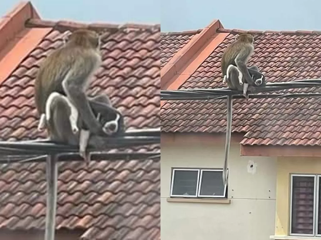Seekor monyet menculik anak anjing. (Photo/Facebook/Leonald Lu)